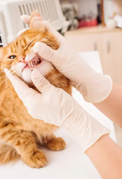 A cat on a table having teeth examined by a veterinarian